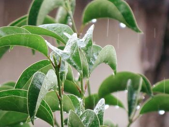 Close-up of wet plant