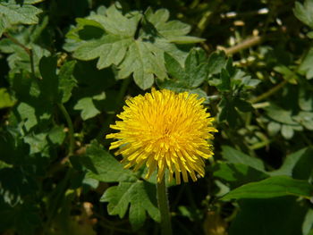 Close-up of white flower