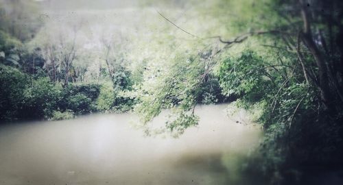 Trees growing in a park