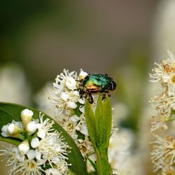 Close-up of white flowers