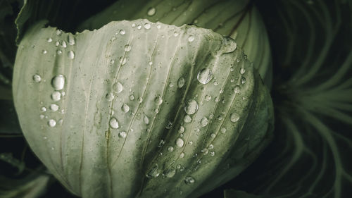 Close-up of water drops on leaf