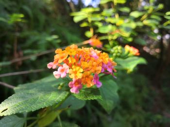 Close-up of flowering plant