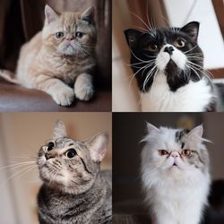Portrait of cat