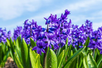 Close-up of purple flowering plants on field against sky