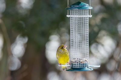 Close-up of bird feeder