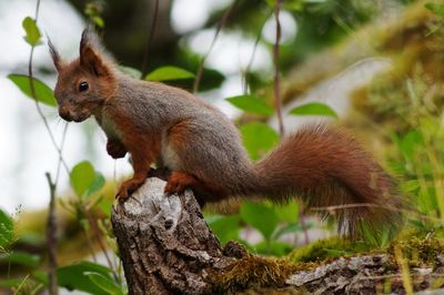 Low angle view of squirrel on tree