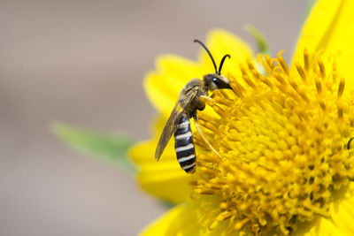 Close-up of bee on yellow flower