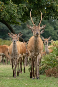 View of deer on field