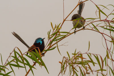 Bird perching on a branch