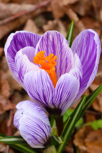 Close-up of purple crocus flowers