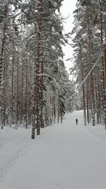 Snow covered land and trees in forest