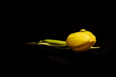 Close-up of lemon slice against black background