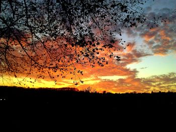 Silhouette of trees on landscape at sunset