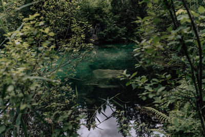 Scenic view of lake amidst trees in forest