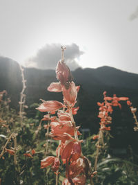 Close-up of flowering plant on field against sky