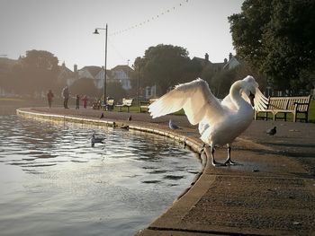 Flock of birds flying