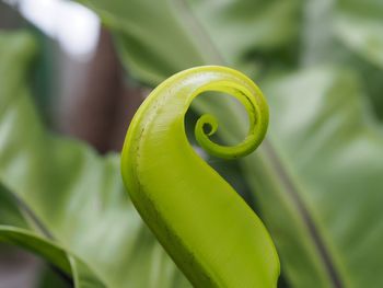 Close-up of tendril