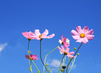 Close-up of pink cosmos flowers against clear blue sky