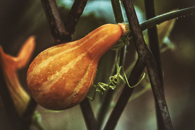 Close-up of fruit on tree