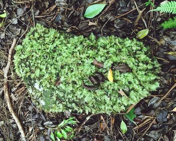 High angle view of plants growing on field