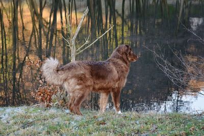 Full length of a dog on a lake 