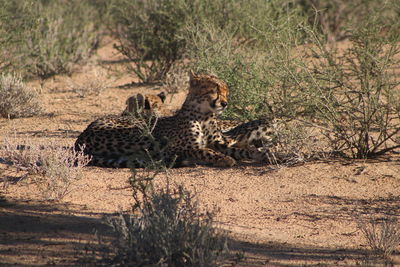 Cheetah relaxing on a desert sand 