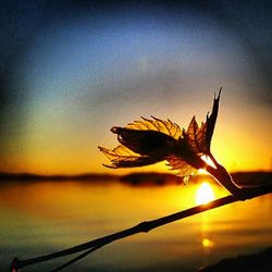 Close-up of plant against sky at sunset