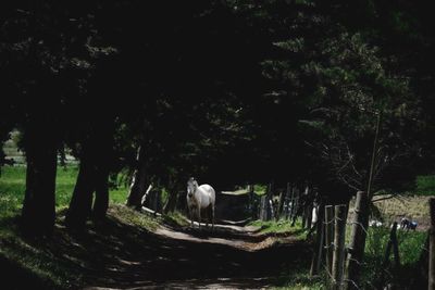 Sheep grazing on grassy field