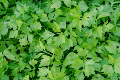 Full frame shot of leaves