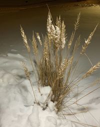 Close-up of frozen plant on snowy field