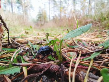 Close-up of caterpillar on plant in field
