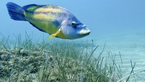 Close-up of fish swimming in sea