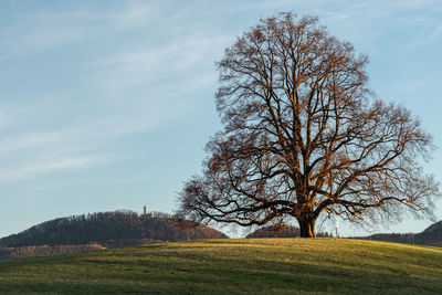 Bare tree on field against sky