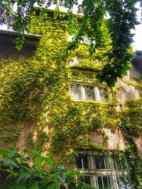 Trees and plants growing outside building