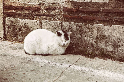 Cat sitting outdoors