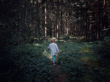 Rear view of boy walking in forest