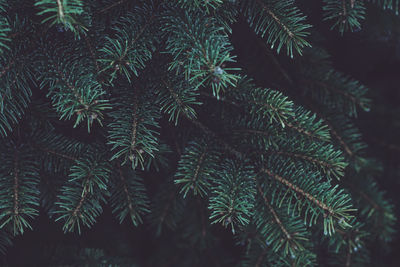 Closeup of pine branches with dark copy space