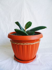 Close-up of potted plant on table