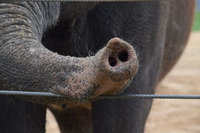 Close-up of elephant