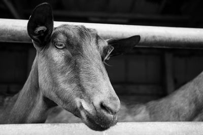 Close-up portrait of a horse