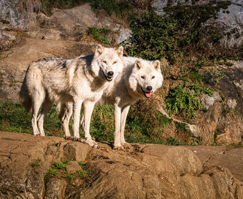 View of wolf on rock