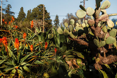 Close-up of plants