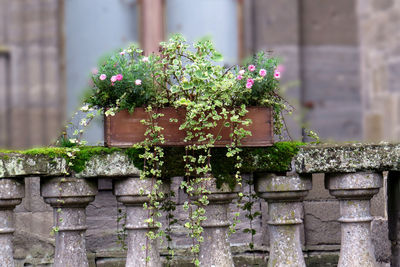 Close-up of potted plant