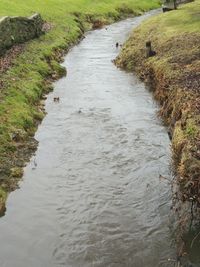 High angle view of plants amidst water