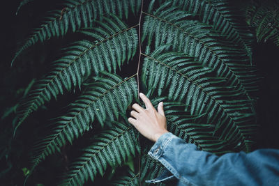 Close-up of hand on leaf