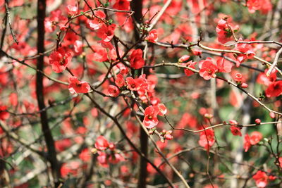 Close-up of pink cherry blossoms in park