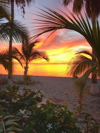 Scenic view of palm trees on beach at sunset