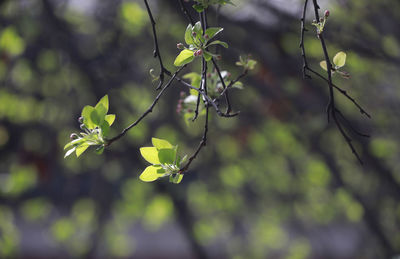 Close-up of flowering plant