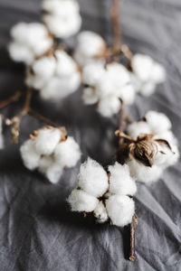 Close-up of white flowers on plant