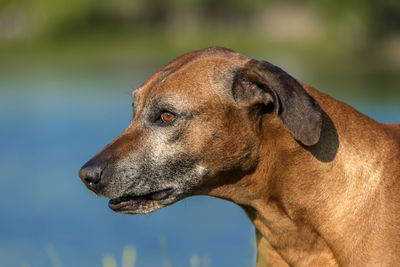 Close-up of dog looking away